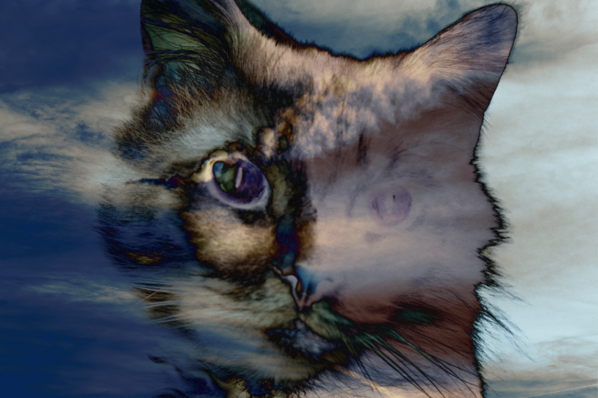 Feline Enlightenment Postcard